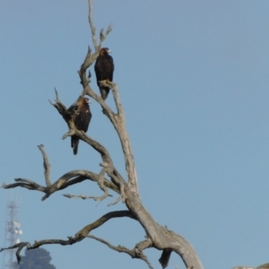 Aquila audax at Symonston, ACT - 20 Jun 2024 09:56 AM