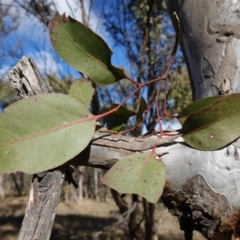 Eucalyptus amplifolia subsp. amplifolia (Cabbage Gum) at Souths TSR on Mountain Ash Road - 18 Jun 2024 by RobG1