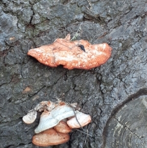 Trametes coccinea at Mount Ainslie - 26 May 2024