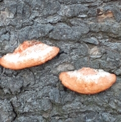 Trametes coccinea at Mount Ainslie - 26 May 2024