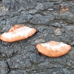 Trametes coccinea at Mount Ainslie - 26 May 2024 07:22 AM