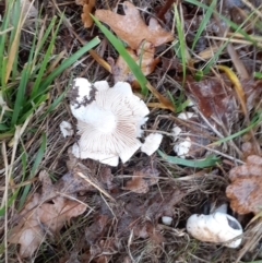 Unidentified Cap on a stem; gills below cap [mushrooms or mushroom-like] at Ainslie, ACT - 4 May 2024 by annmhare