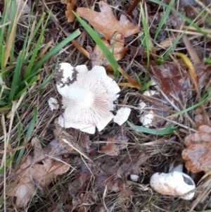 zz agaric (stem; gills white/cream) at Ainslie, ACT - 5 May 2024