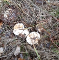 zz agaric (stem; gills white/cream) at Ainslie, ACT - 5 May 2024