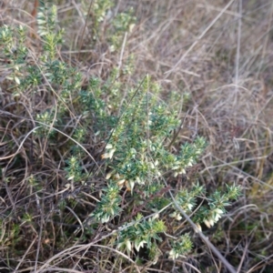 Melichrus urceolatus at Souths TSR on Mountain Ash Road - 18 Jun 2024