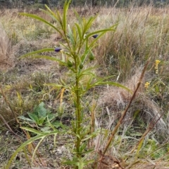 Solanum linearifolium (Kangaroo Apple) at Campbell, ACT - 14 Apr 2024 by annmhare