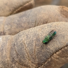 Chrysididae (family) (Cuckoo wasp or Emerald wasp) at Ainslie volcanic grassland - 5 May 2024 by annmhare