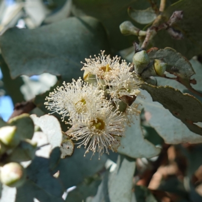 Eucalyptus cinerea subsp. cinerea (Argyle Apple) at Souths TSR on Mountain Ash Road - 18 Jun 2024 by RobG1