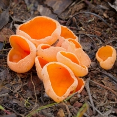 Aleuria sp. (genus) (An Orange peel fungus) at Denman Prospect 2 Estate Deferred Area (Block 12) - 19 Jun 2024 by Kenp12