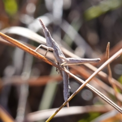 Keyacris scurra (Key's Matchstick Grasshopper) at Goulburn Mulwaree Council - 18 Jun 2024 by RobG1