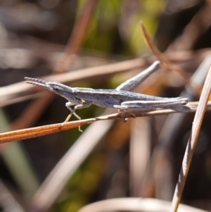 Keyacris scurra at Souths TSR on Mountain Ash Road - 18 Jun 2024