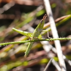 Keyacris scurra at Souths TSR on Mountain Ash Road - 18 Jun 2024 12:32 PM