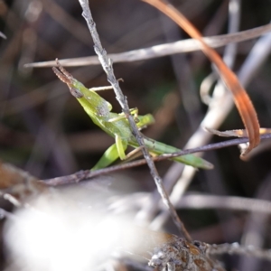 Keyacris scurra at Souths TSR on Mountain Ash Road - 18 Jun 2024 12:32 PM