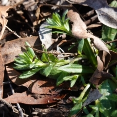 Leptorhynchos squamatus at Souths TSR on Mountain Ash Road - 18 Jun 2024 12:39 PM