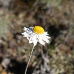 Leucochrysum albicans subsp. tricolor at Souths TSR on Mountain Ash Road - 18 Jun 2024