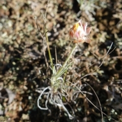 Leucochrysum albicans subsp. tricolor at Souths TSR on Mountain Ash Road - 18 Jun 2024