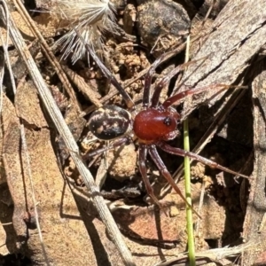 Habronestes sp. (genus) at Mount Majura - 29 Mar 2024 01:58 PM