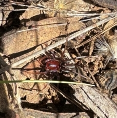 Habronestes sp. (genus) at Mount Majura - 29 Mar 2024 01:58 PM