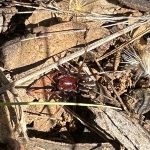 Habronestes sp. (genus) at Mount Majura - 29 Mar 2024 01:58 PM