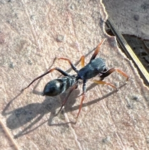 Myrmarachne sp. (genus) at Namadgi National Park - 25 Mar 2024