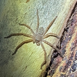 Isopeda canberrana at Namadgi National Park - 25 Mar 2024 08:02 PM