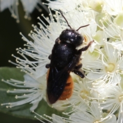 Megachile ustulata at Unanderra, NSW - 11 Feb 2021 by PaperbarkNativeBees