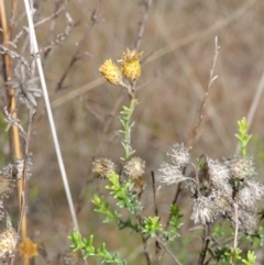 Chrysocephalum semipapposum (Clustered Everlasting) at Souths TSR on Mountain Ash Road - 19 Jun 2024 by RobG1