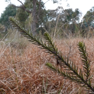 Ozothamnus diosmifolius (Rice Flower, White Dogwood, Sago Bush) at Souths TSR on Mountain Ash Road - 19 Jun 2024 by RobG1