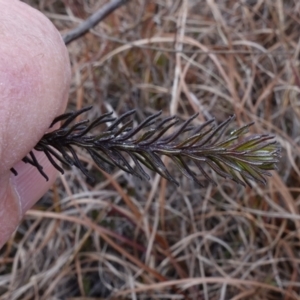 Ozothamnus diosmifolius at Souths TSR on Mountain Ash Road - 19 Jun 2024 10:33 AM