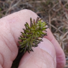 Ozothamnus diosmifolius at Souths TSR on Mountain Ash Road - 19 Jun 2024 10:33 AM