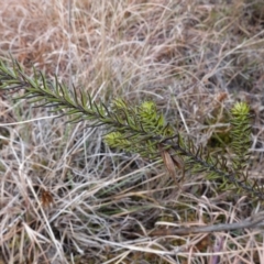 Ozothamnus diosmifolius at Souths TSR on Mountain Ash Road - 19 Jun 2024