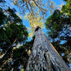 Corymbia maculata (Spotted Gum) at Bodalla State Forest - 20 Jun 2024 by Steve818