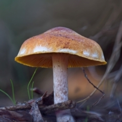 zz agaric (stem; gills not white/cream) at Block 402 - 16 Jun 2024 by Kenp12