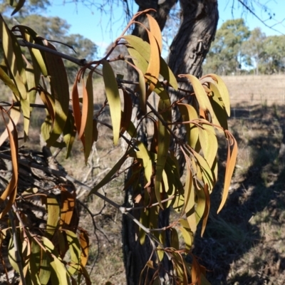 Amyema miquelii (Box Mistletoe) at Goulburn Mulwaree Council - 18 Jun 2024 by RobG1