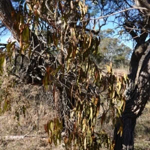 Amyema miquelii at Souths TSR on Mountain Ash Road - 18 Jun 2024 12:56 PM