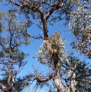 Amyema miquelii at Souths TSR on Mountain Ash Road - 18 Jun 2024 12:56 PM