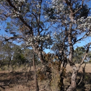 Amyema miquelii at Souths TSR on Mountain Ash Road - 18 Jun 2024 12:56 PM