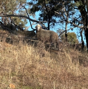 Ovis aries at Cook, ACT - 20 Jun 2024 03:26 PM