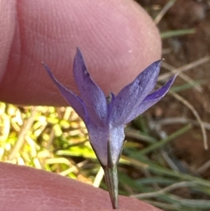 Wahlenbergia capillaris at Cook, ACT - 20 Jun 2024