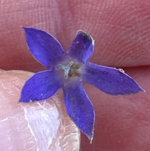 Wahlenbergia capillaris at Cook, ACT - 20 Jun 2024