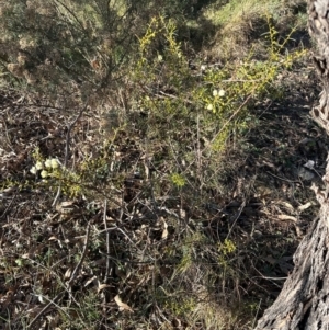 Acacia genistifolia at Cook, ACT - 20 Jun 2024 03:37 PM