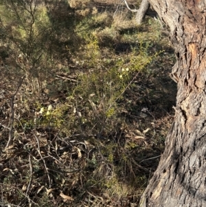 Acacia genistifolia at Cook, ACT - 20 Jun 2024 03:37 PM