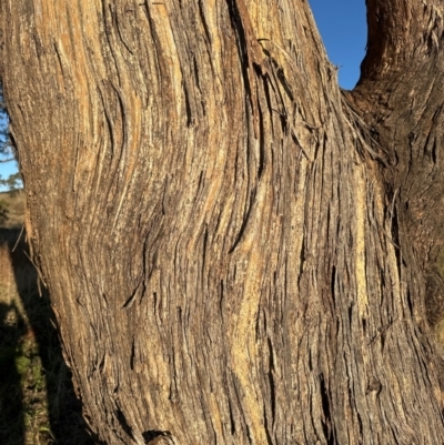 Eucalyptus melliodora (Yellow Box) at Whitlam, ACT - 20 Jun 2024 by lbradley