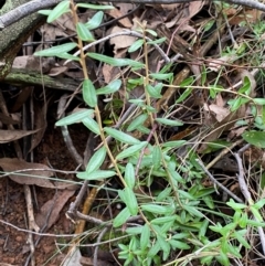 Astrotricha ledifolia at Mundoonen Nature Reserve - 17 Jun 2024 02:52 PM