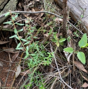 Astrotricha ledifolia at Mundoonen Nature Reserve - 17 Jun 2024