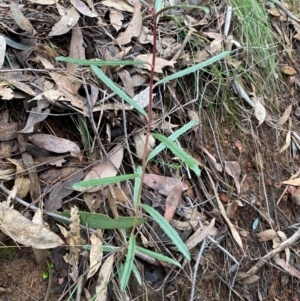 Olearia erubescens at Mundoonen Nature Reserve - 17 Jun 2024