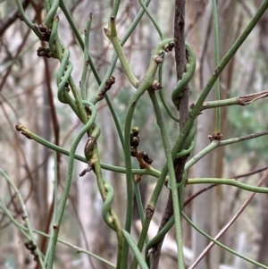 Cassytha melantha at Mundoonen Nature Reserve - 17 Jun 2024