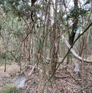 Cassytha melantha at Mundoonen Nature Reserve - 17 Jun 2024