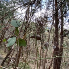 Cassytha melantha at Mundoonen Nature Reserve - 17 Jun 2024