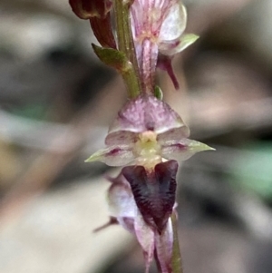 Acianthus collinus at Mundoonen Nature Reserve - suppressed